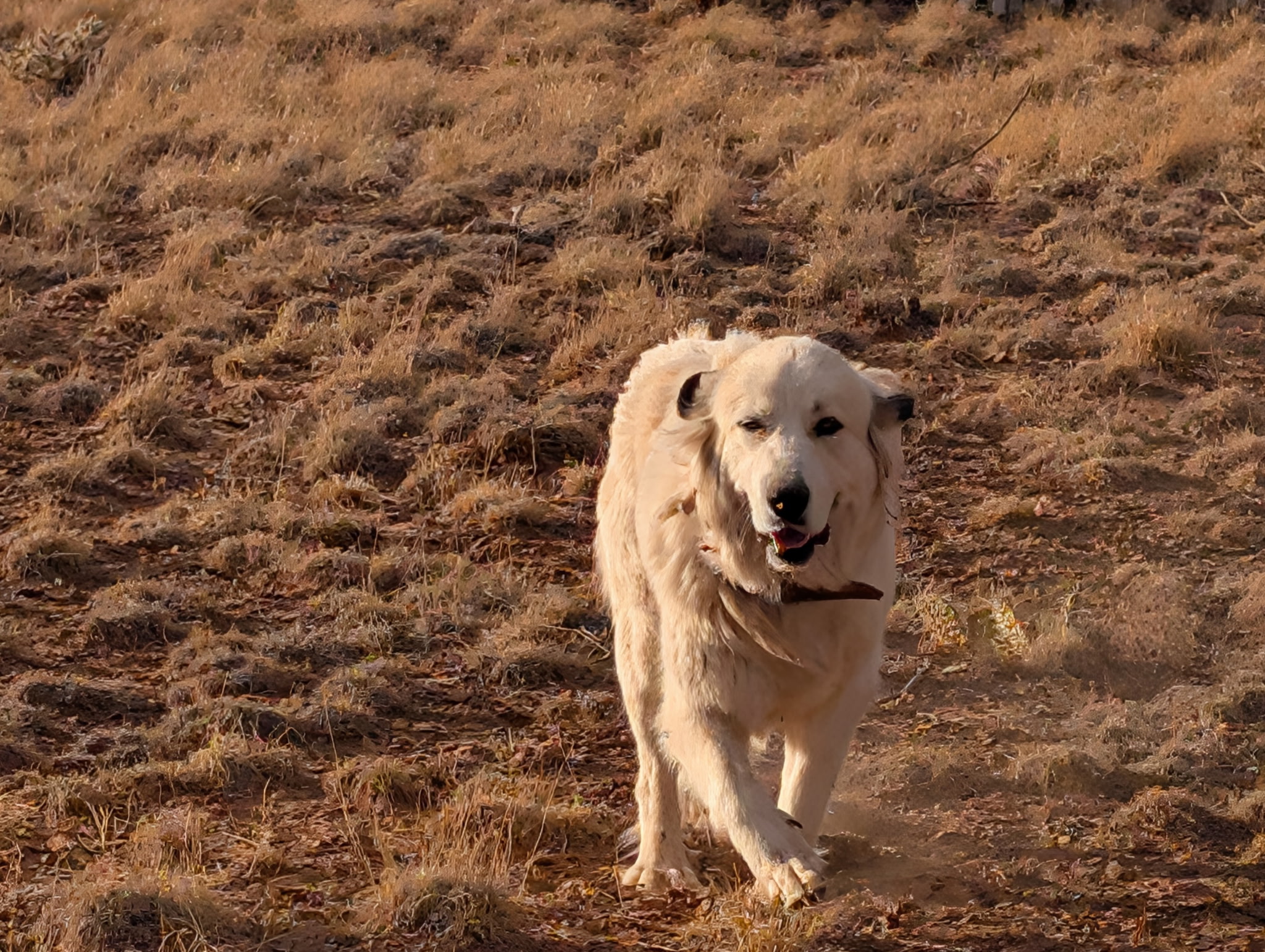 Raina running